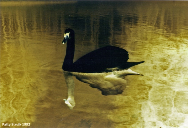 Black Swan. Photo on aluminium. 80 x 120 cm. 1995.